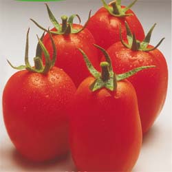 tomate roma vf